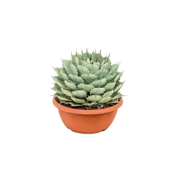 BEST PLANTS IN KUWAIT