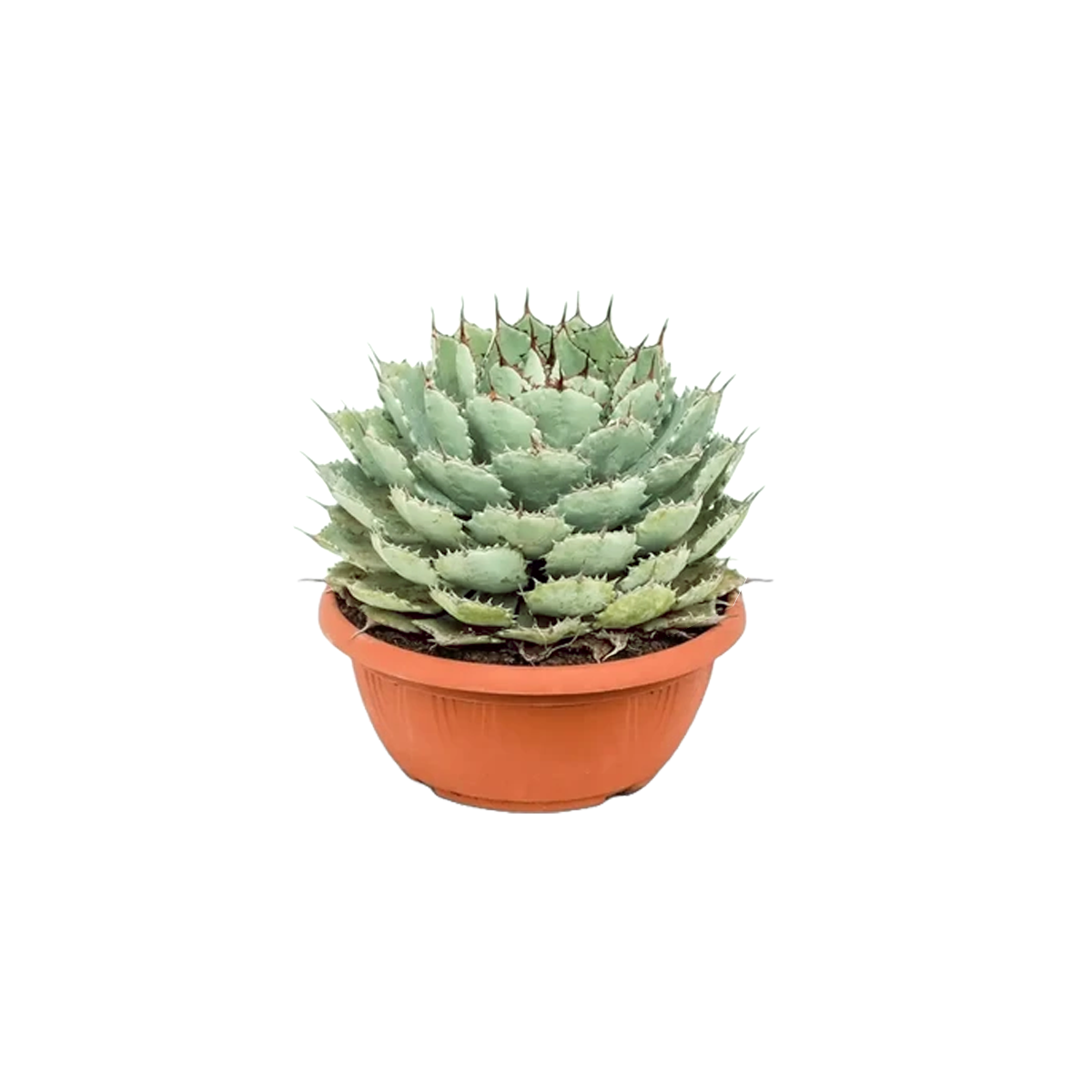 BEST PLANTS IN KUWAIT