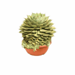 PLANTS IN KUWAIT