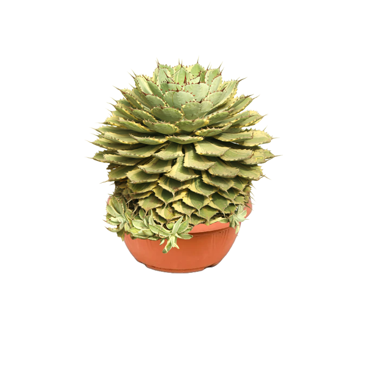 PLANTS IN KUWAIT