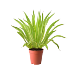 Aloe Marlothii Kuwait desert plant Agave Americana outdoor plant Kuwait large desert plant Kuwait landscaping drought tolerant plant Kuwait Aloe