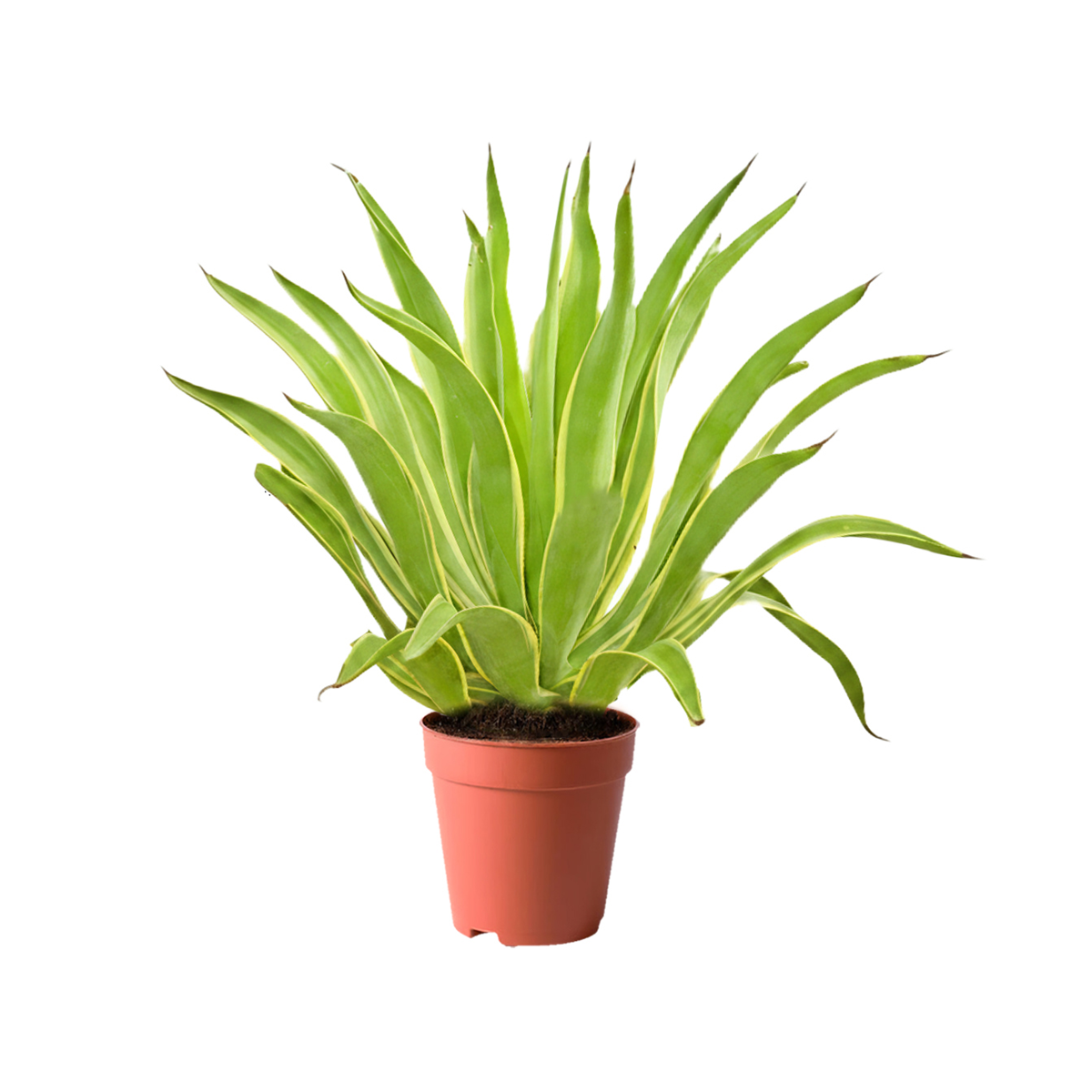 Aloe Marlothii Kuwait desert plant Agave Americana outdoor plant Kuwait large desert plant Kuwait landscaping drought tolerant plant Kuwait Aloe