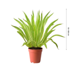 treeco plants