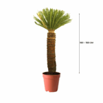 treeco plants in kuwait