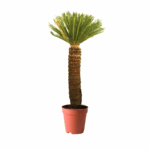 treeco plants