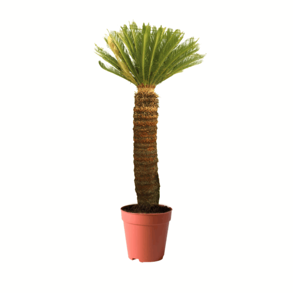 treeco plants