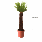 plants in kuwait