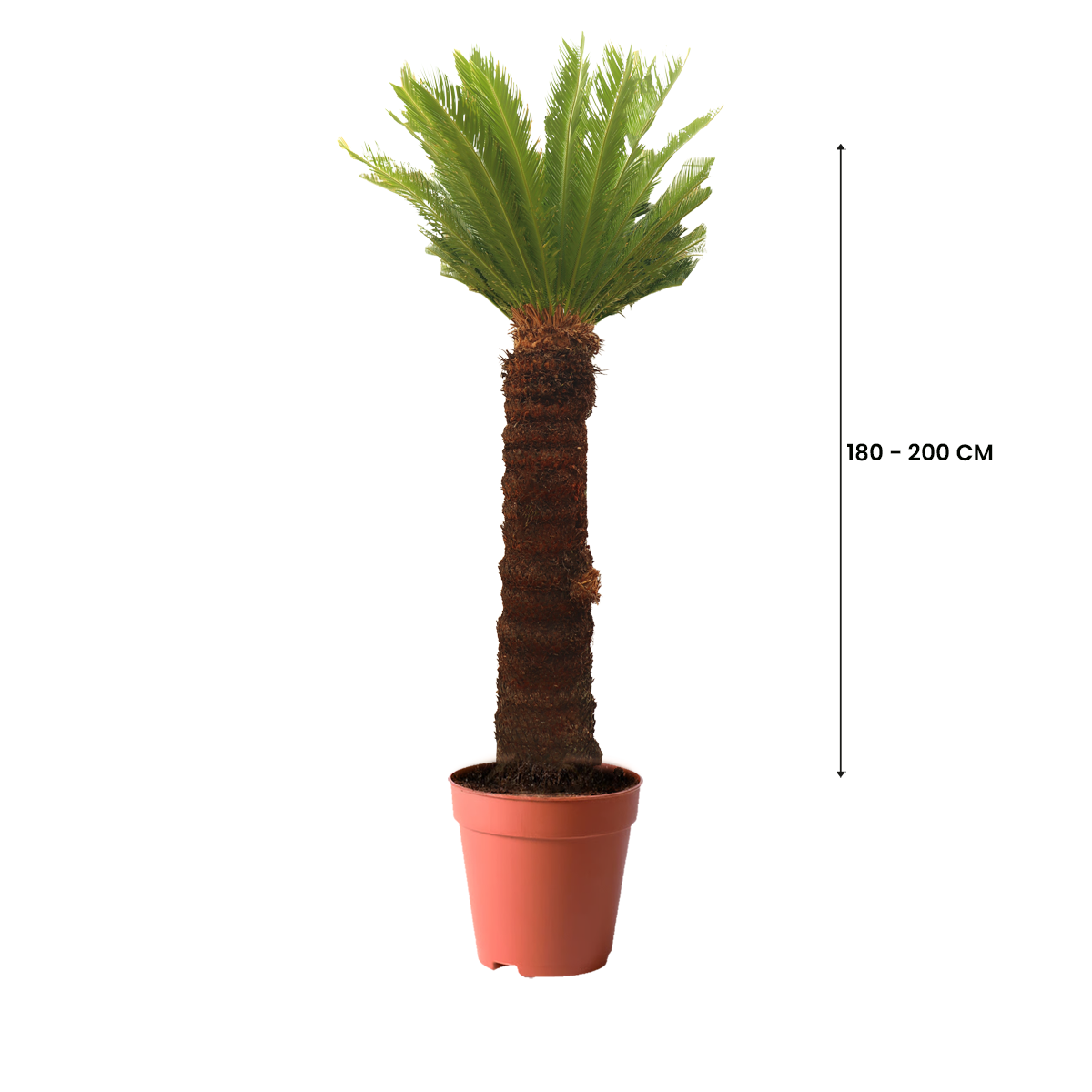 plants in kuwait