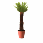 best plants kuwait