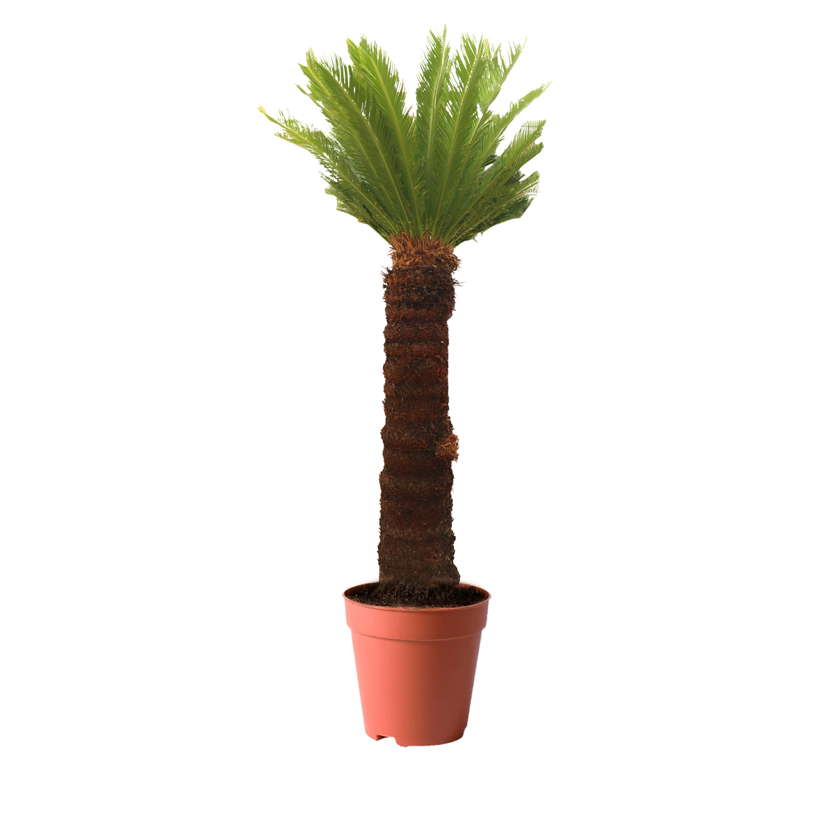 best plants kuwait