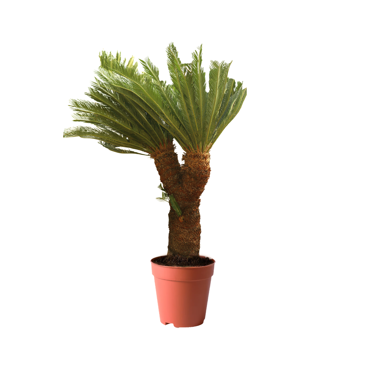 plants in kuwait