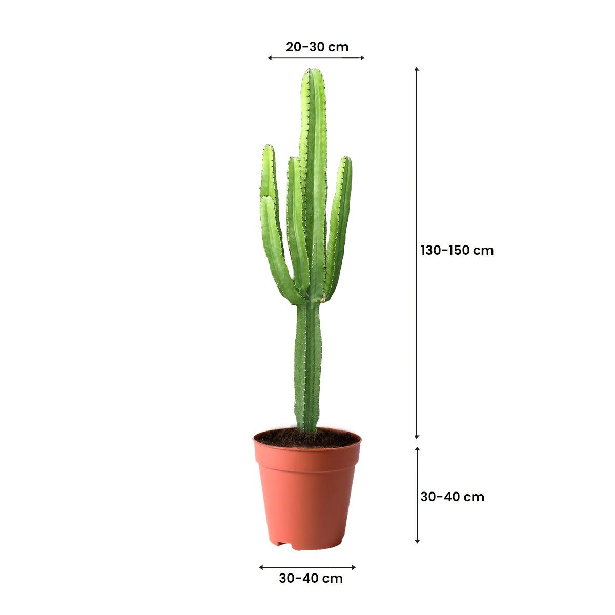 BEST CACTUS