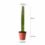 plants kuwait