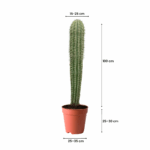cactus best in kuwait