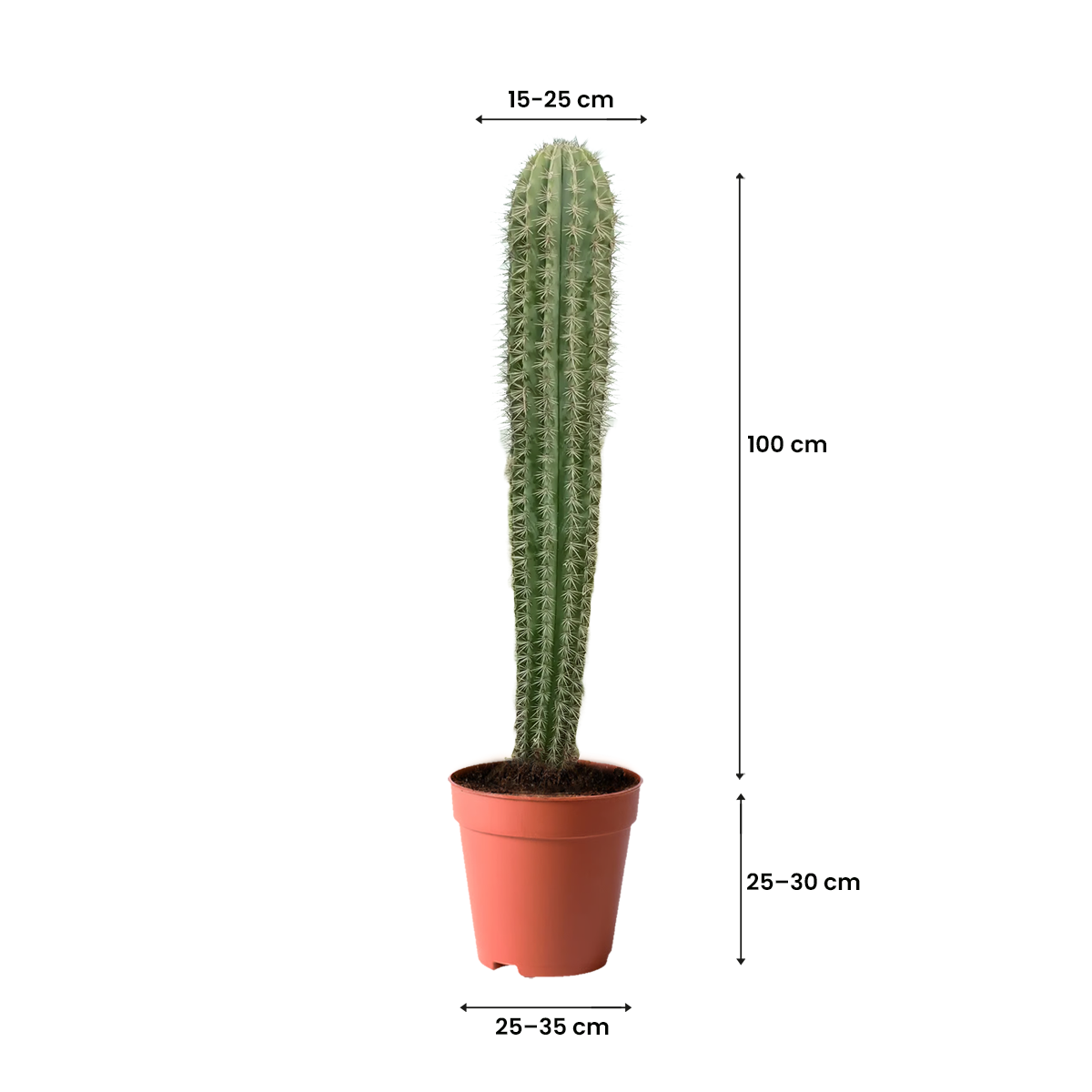 cactus best in kuwait