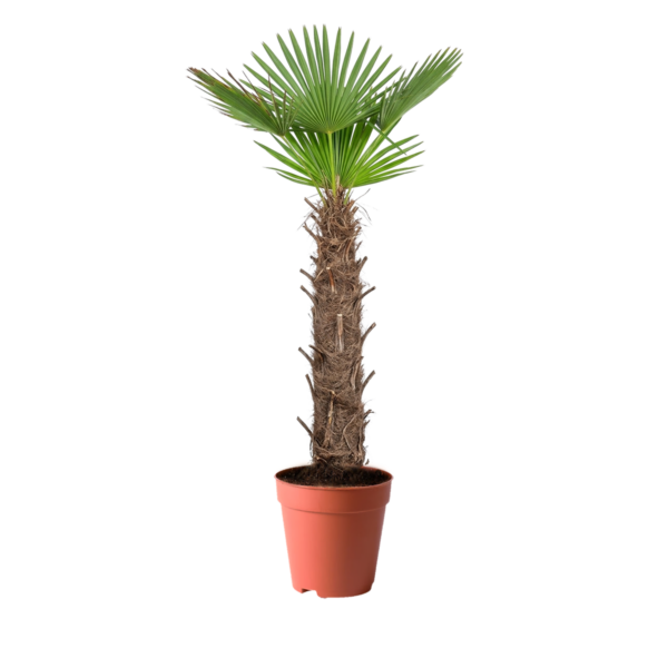TREECO PLANTS