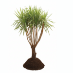 treeco plants kuwait