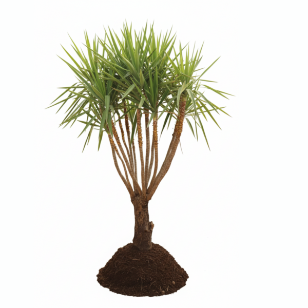 treeco plants kuwait