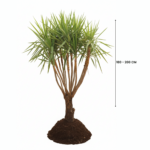 plants in kuwait