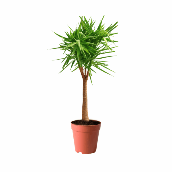 treeco best plants in kuwait