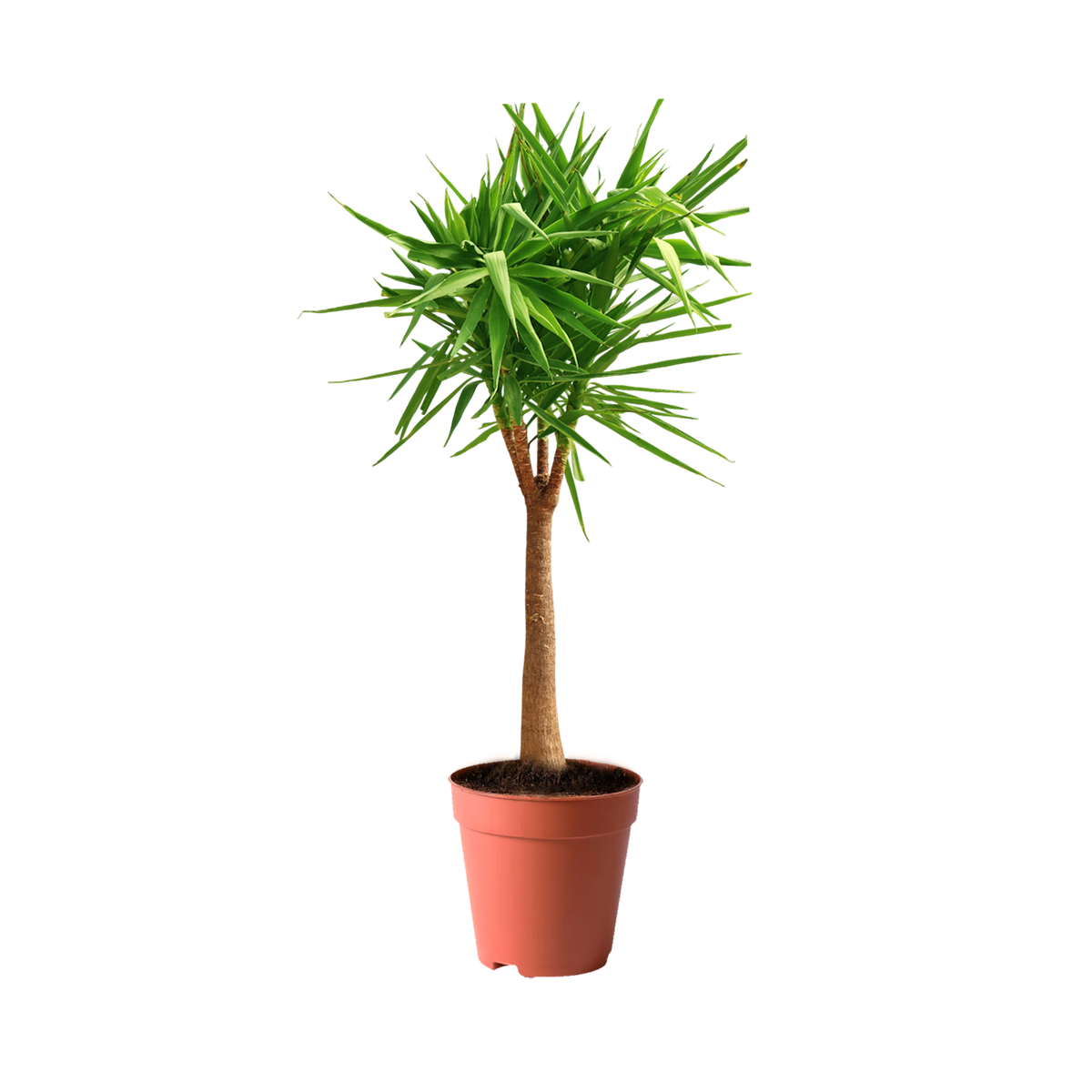 treeco best plants in kuwait