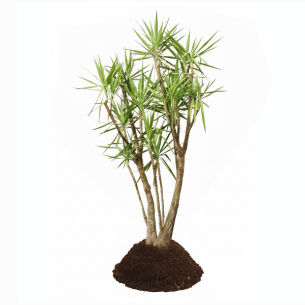 treeco plants