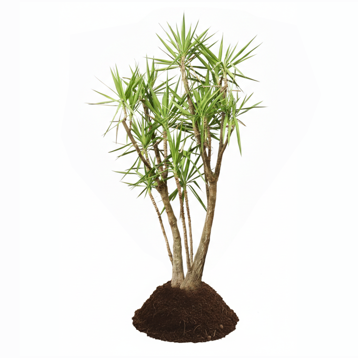 treeco plants