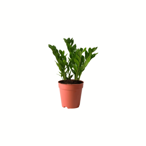 ZZ Plant Kuwait indoor plant Raven ZZ plant dark leaves Kuwait Zamioculcas Zamiifolia black plant indoor Low-maintenance indoor plant Kuwait