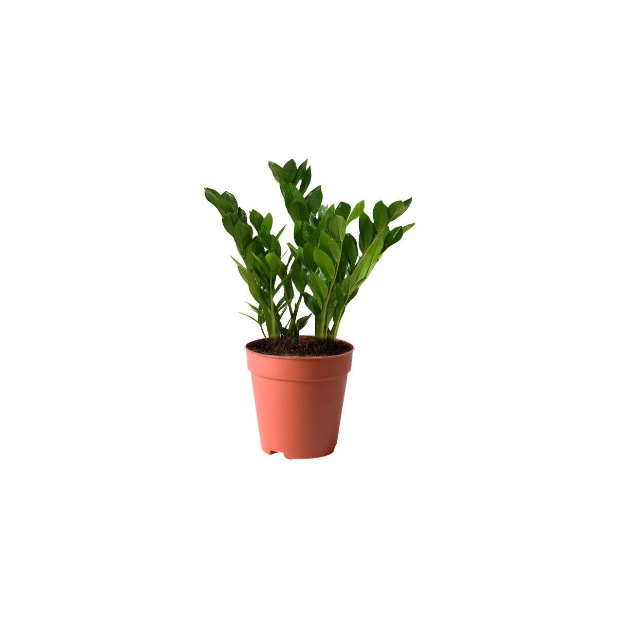 ZZ Plant Kuwait indoor plant Raven ZZ plant dark leaves Kuwait Zamioculcas Zamiifolia black plant indoor Low-maintenance indoor plant Kuwait