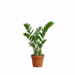 best plants in kuwait