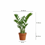 Treeco plants kuwait