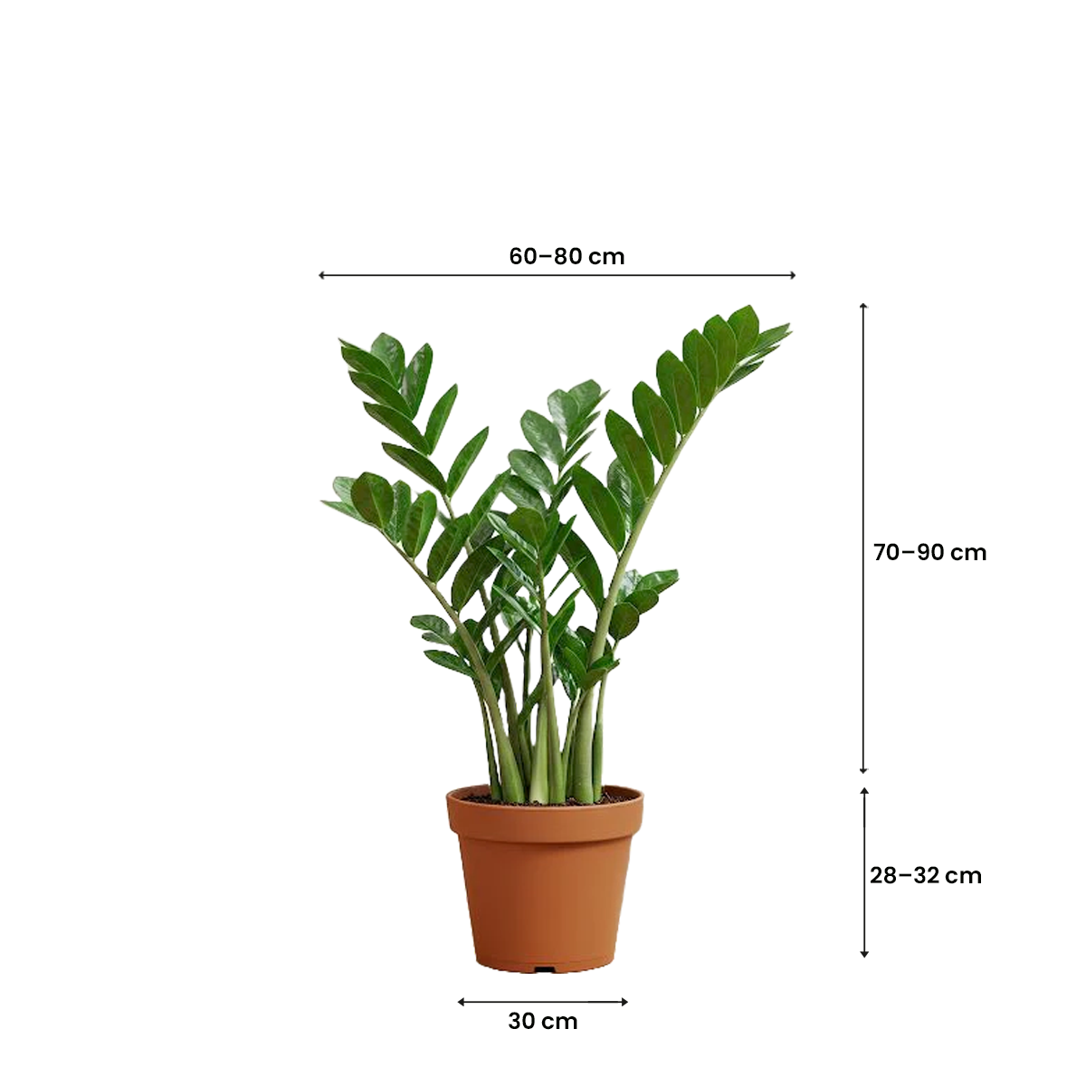 Treeco plants kuwait