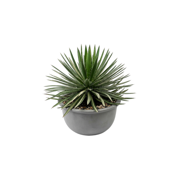 Aloe Marlothii Kuwait desert plant outdoor landscaping