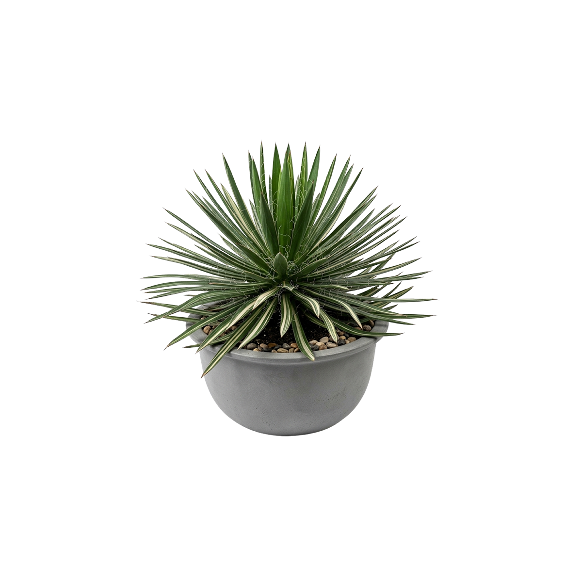Aloe Marlothii Kuwait desert plant outdoor landscaping
