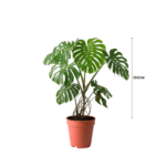 PLANTS IN KUWAIT