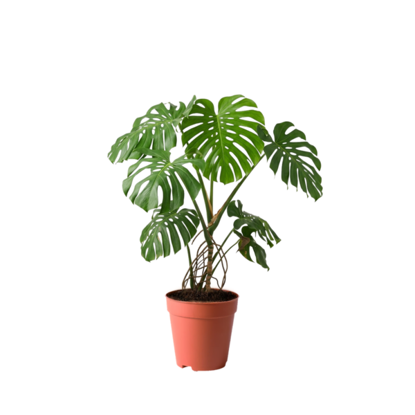 Monstera Spp 1.3M indoor plant Kuwait